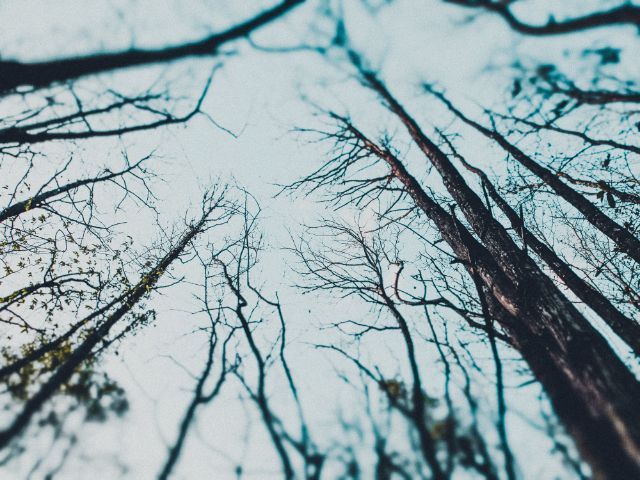 looking straight up through bare winter trees at a pale sky, branches crossing overhead