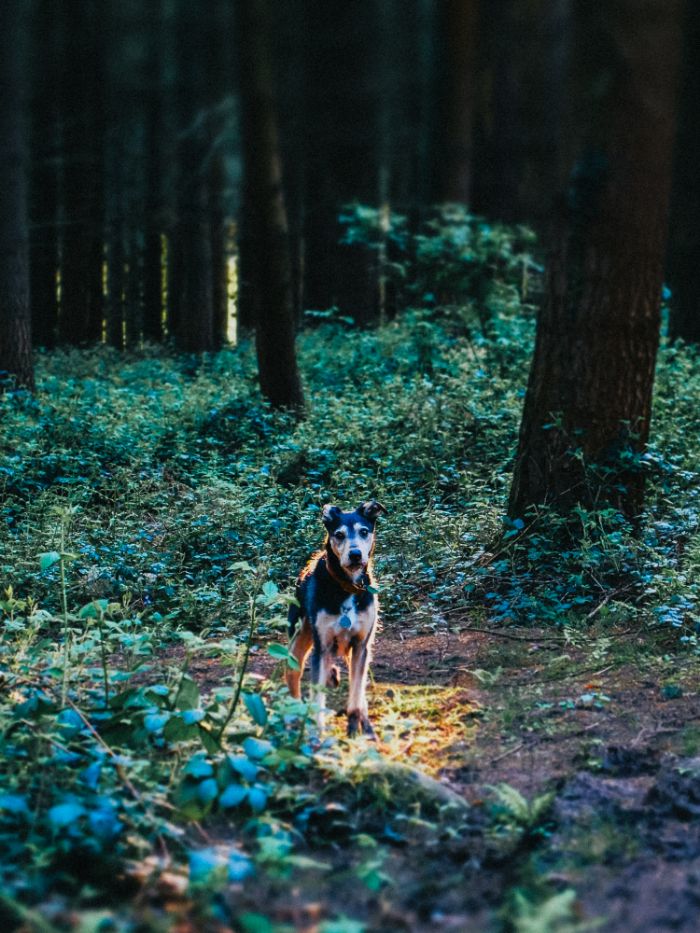 a black and tan dog standing still on a path in a dark pinewood, lit from the side, looking straight at the camera
