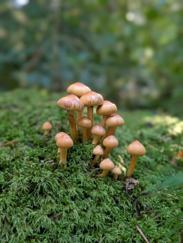 a cluster of honey-coloured mushrooms growing out of bright green moss, the wood behind them thrown out of focus