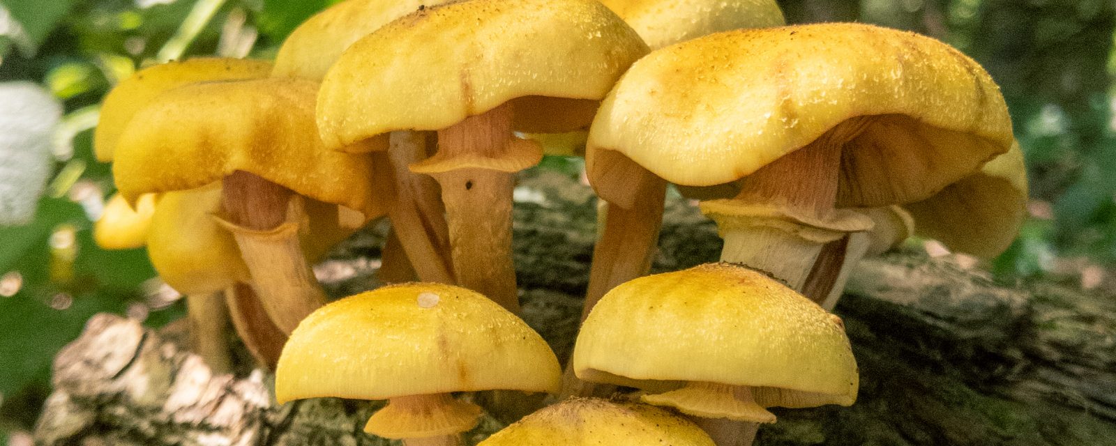 a cluster of honey-coloured fungus growing out of a fallen log