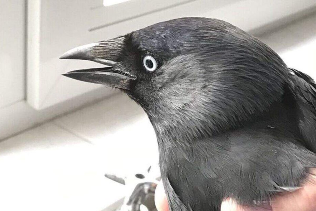 a jackdaw held gently in a hand, pale eye looking at the camera