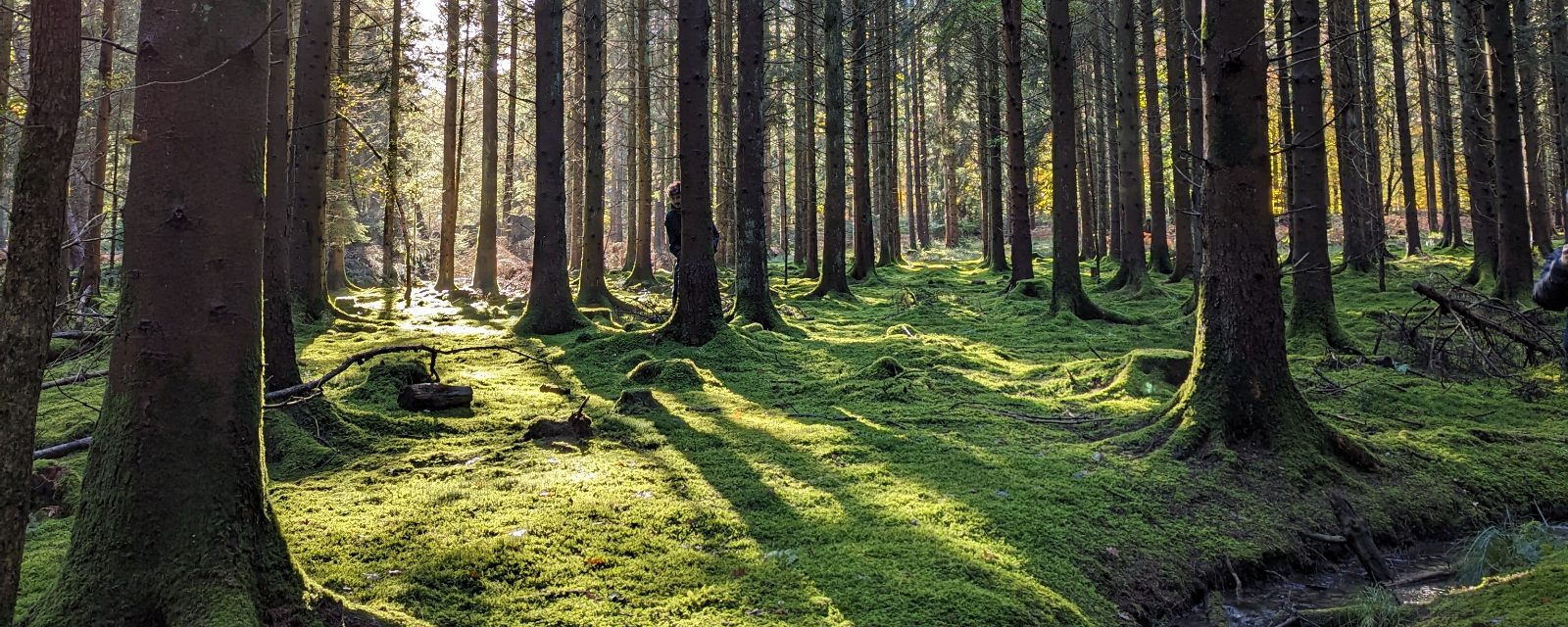 low sun through a pine wood, long shadows across deep moss, a small stream cutting through